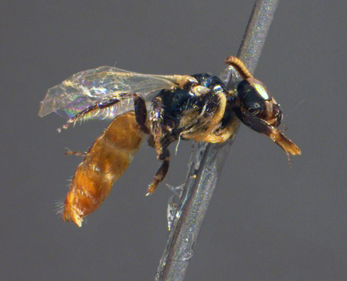 TWO NEW BEE SPECIES FOUND IN ASH MEADOWS NATIONAL WILDLIFE REFUGE